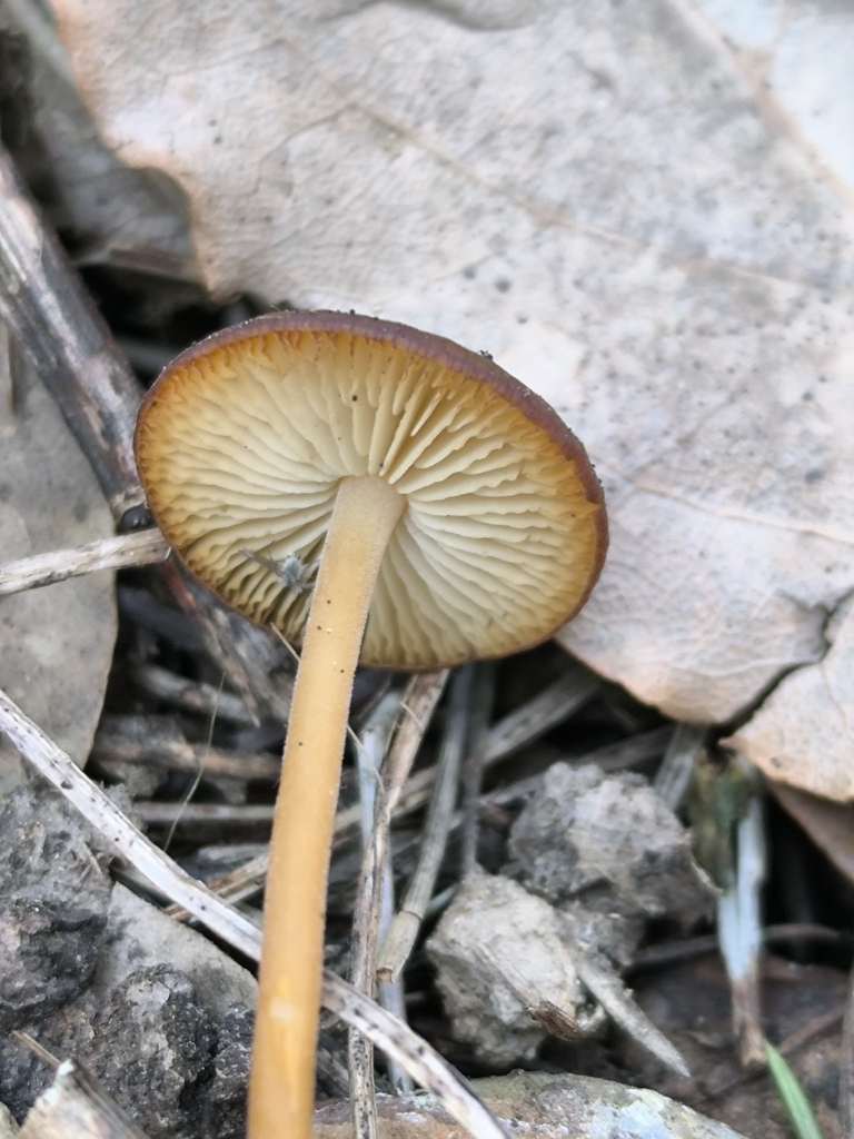 Strobilurus tenacellus · March 2026 · photo: © meaglinumut (iNaturalist, cc-by)