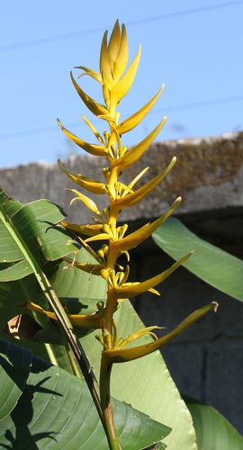 Heliconia lingulata