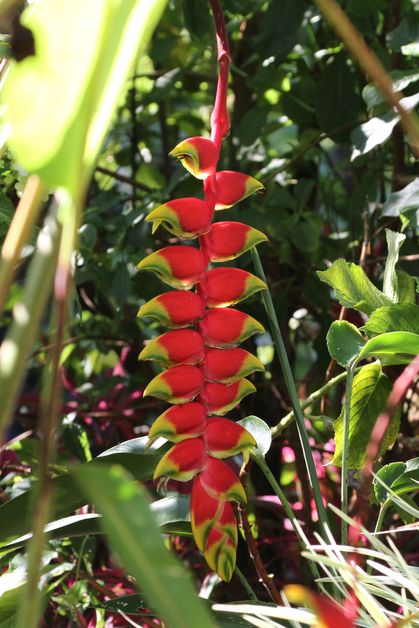 False Bird Of Paradise (Heliconia rostrata)