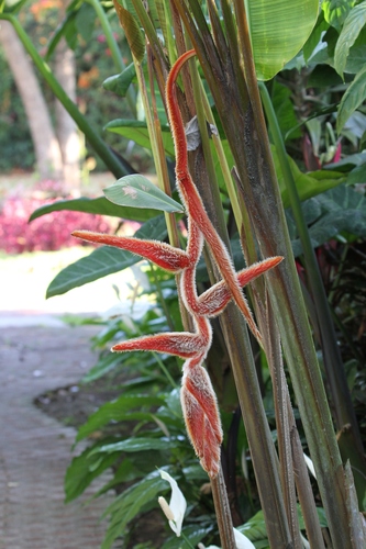 kitty kat heliconia (Heliconia vellerigera)