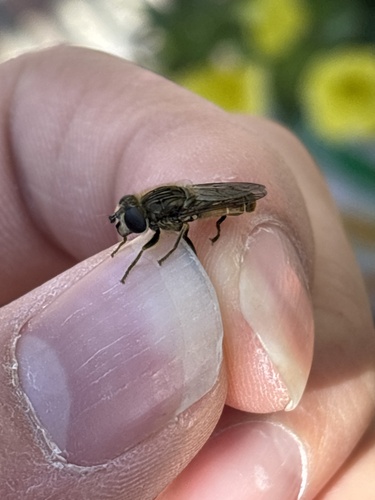 Unknown species found near Shoreline Pkwy, San Rafael, CA, US