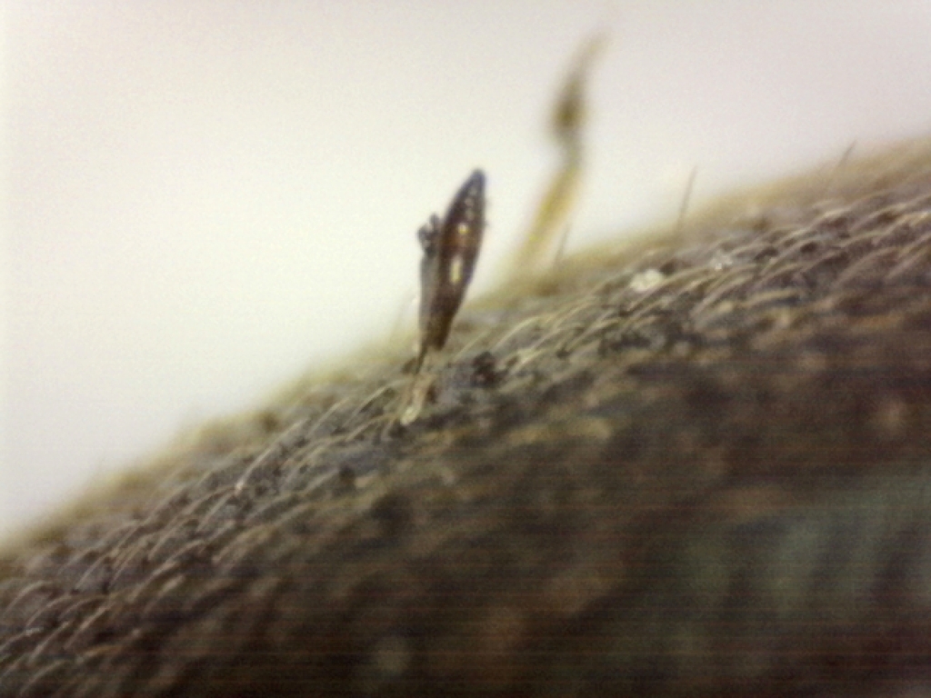Laboulbenia rougetii