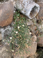 Erigeron karvinskianus