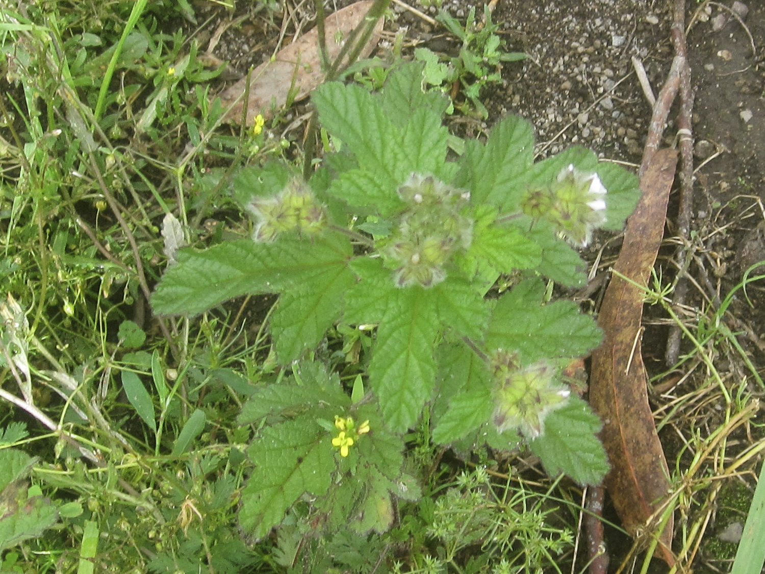 Malva real