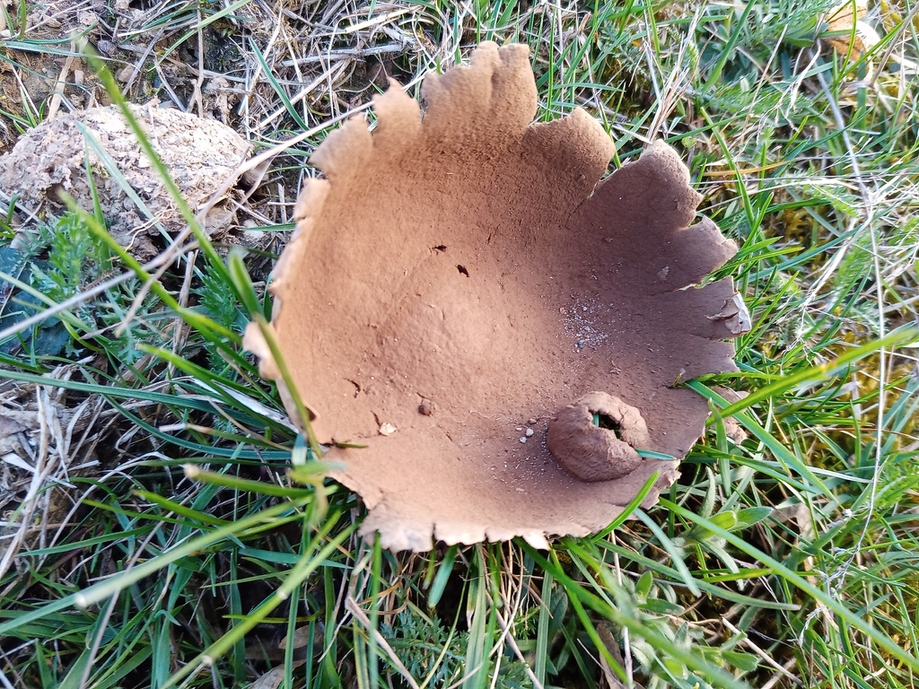 Lycoperdon utriforme · March 2026 · photo: © jolinarm (iNaturalist, cc-by)