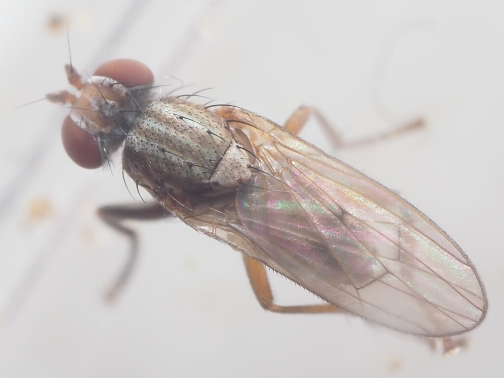 Pherbellia brunnipes