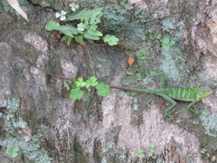 Calotes calotes