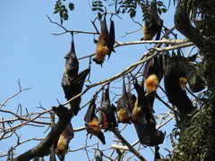 Pteropus giganteus