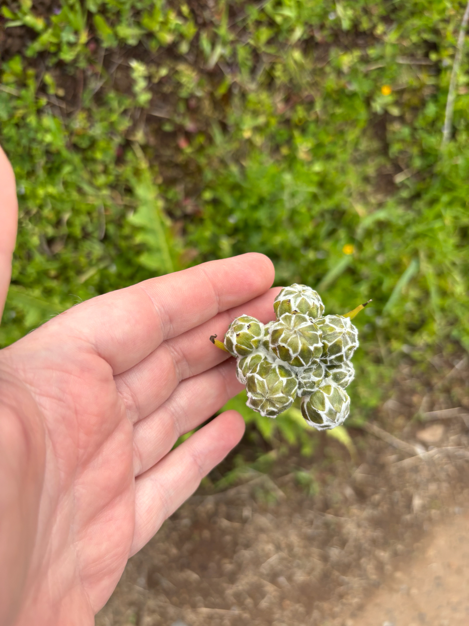 Giant Dandelion (Sonchus acaulis)