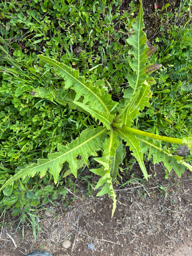 Sonchus acaulis, photograph 3