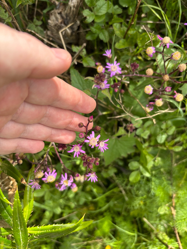 Pericallis echinata, photograph 2