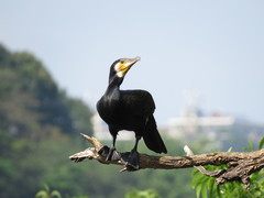 Phalacrocorax carbo