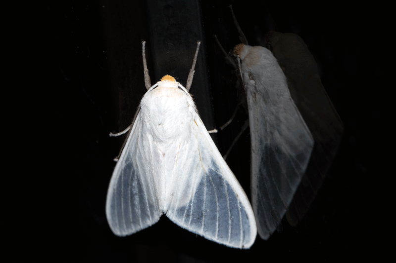 Eupseudosoma