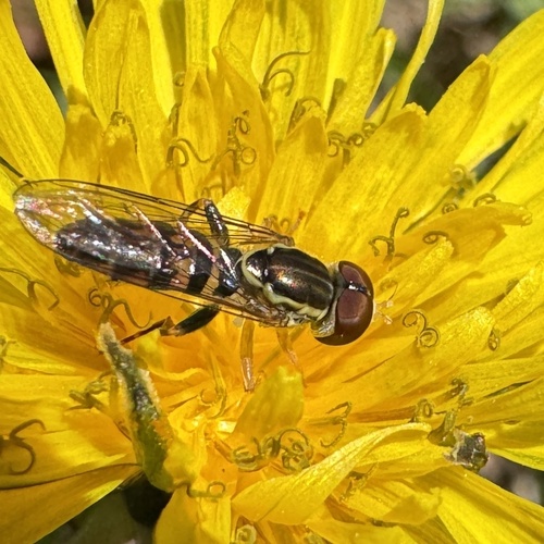 Unknown species found near North Carolina, US