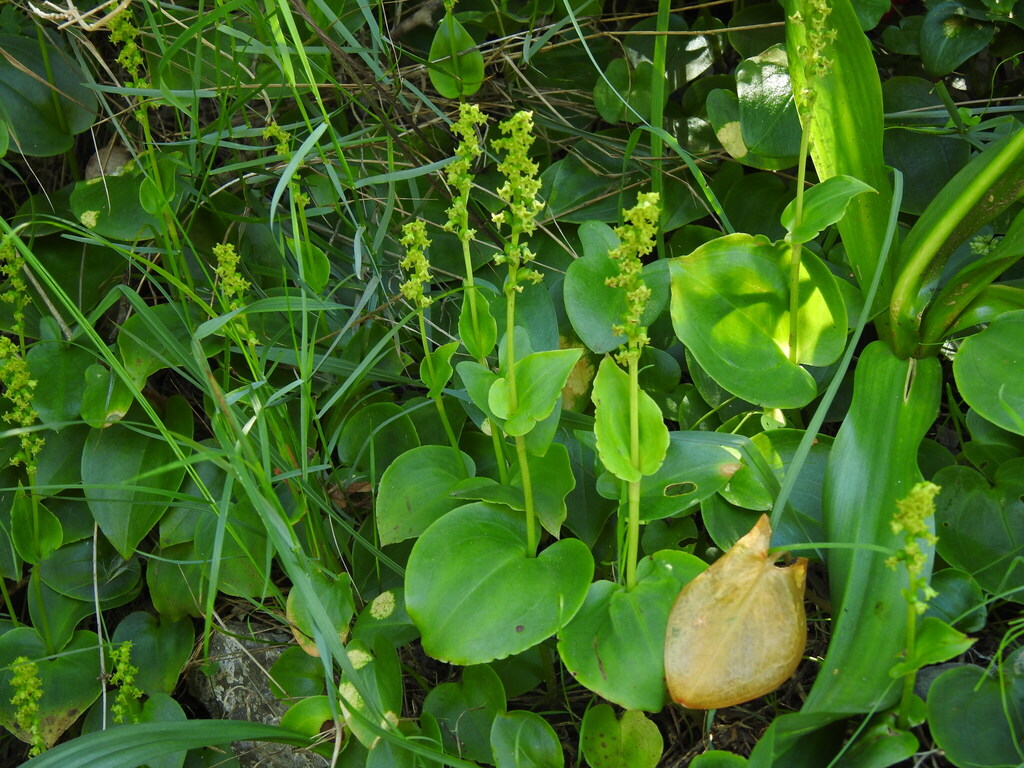Gennaria diphylla; photograph (c) Duarte Frade, some rights reserved (CC BY)