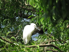 Egretta garzetta