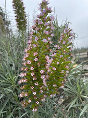 Echium virescens, photograph (c) Scott Cave, some rights reserved (CC BY)