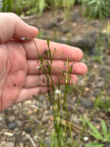 Wahlenbergia lobelioides, photograph 3