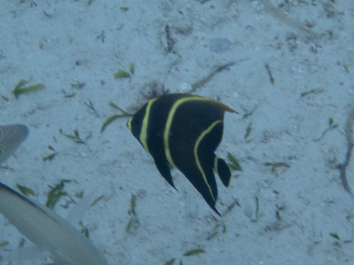 Pomacanthus paru