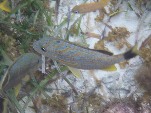 Haemulon sciurus