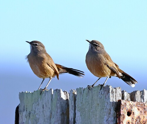 Karoo Scrub Robin (Tychaedon coryphoeus), photo 6
