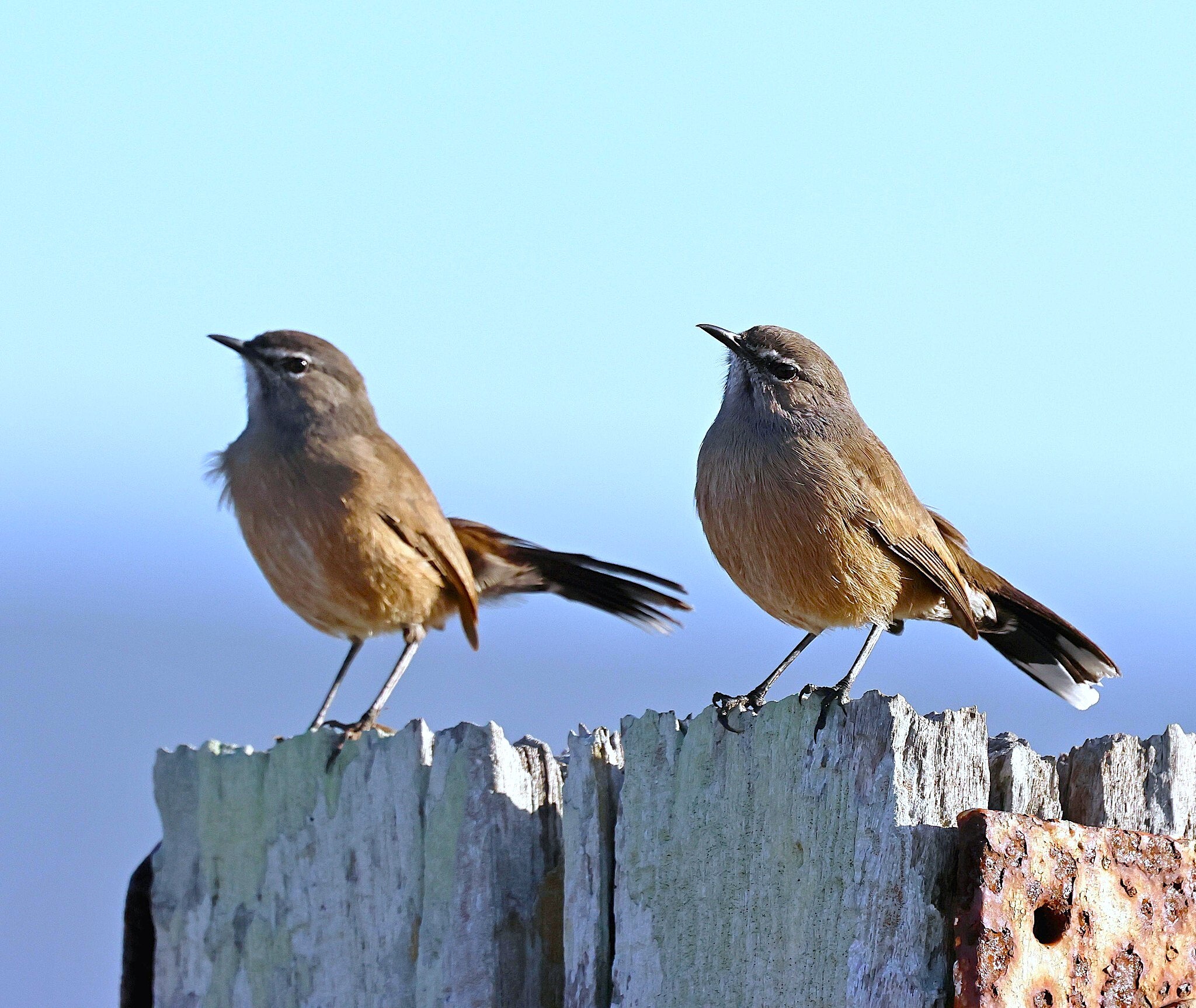 Karoo Scrub Robin (Tychaedon coryphoeus), photo 4