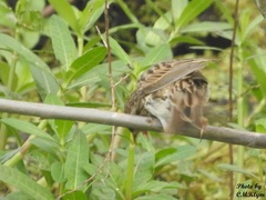 Passerculus sandwichensis
