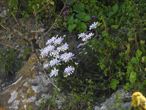 Gibraltar candytuft (Iberis gibraltarica)