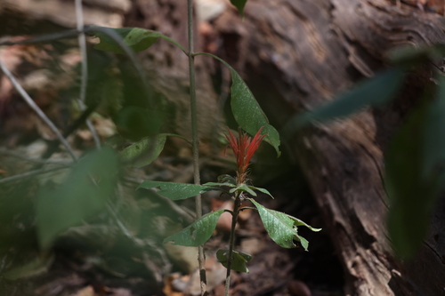 Red Aphelandra (Aphelandra scabra)