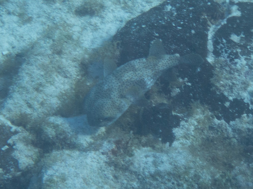 Diodon hystrix