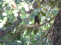 Acridotheres tristis