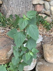 Ageratina adenophora