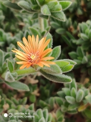 Delosperma rogersii
