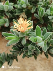 Delosperma rogersii