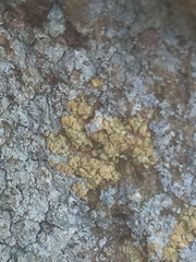 Chaenotheca ferruginea