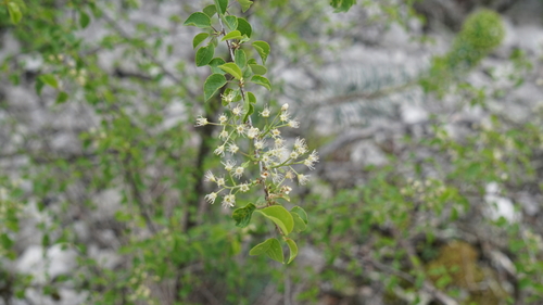Prunus mahaleb