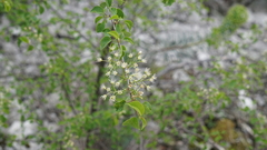 Prunus mahaleb