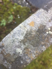 Placopyrenium fuscellum