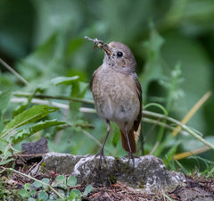 Phoenicurus phoenicurus phoenicurus