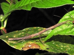 Pseudosermyle phalangiphora