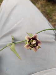 Araujia megapotamica