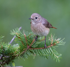 Phoenicurus phoenicurus phoenicurus