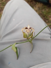 Araujia megapotamica