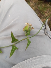 Araujia megapotamica