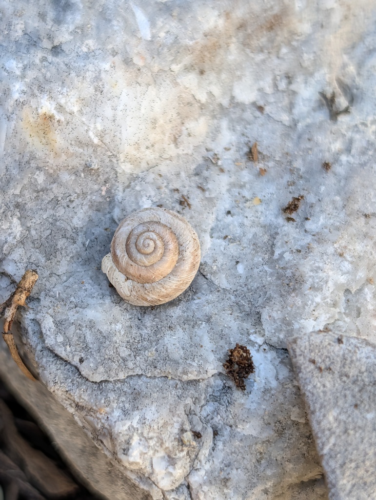 Clark mountainsnail