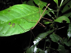 Pseudosermyle phalangiphora