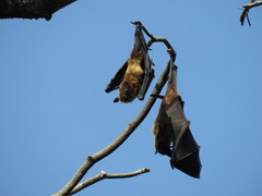Pteropus giganteus