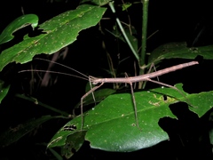 Pseudosermyle phalangiphora