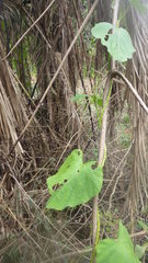 Dioscorea sansibarensis
