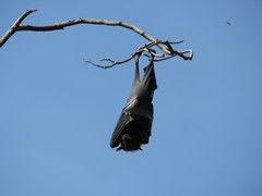 Pteropus giganteus